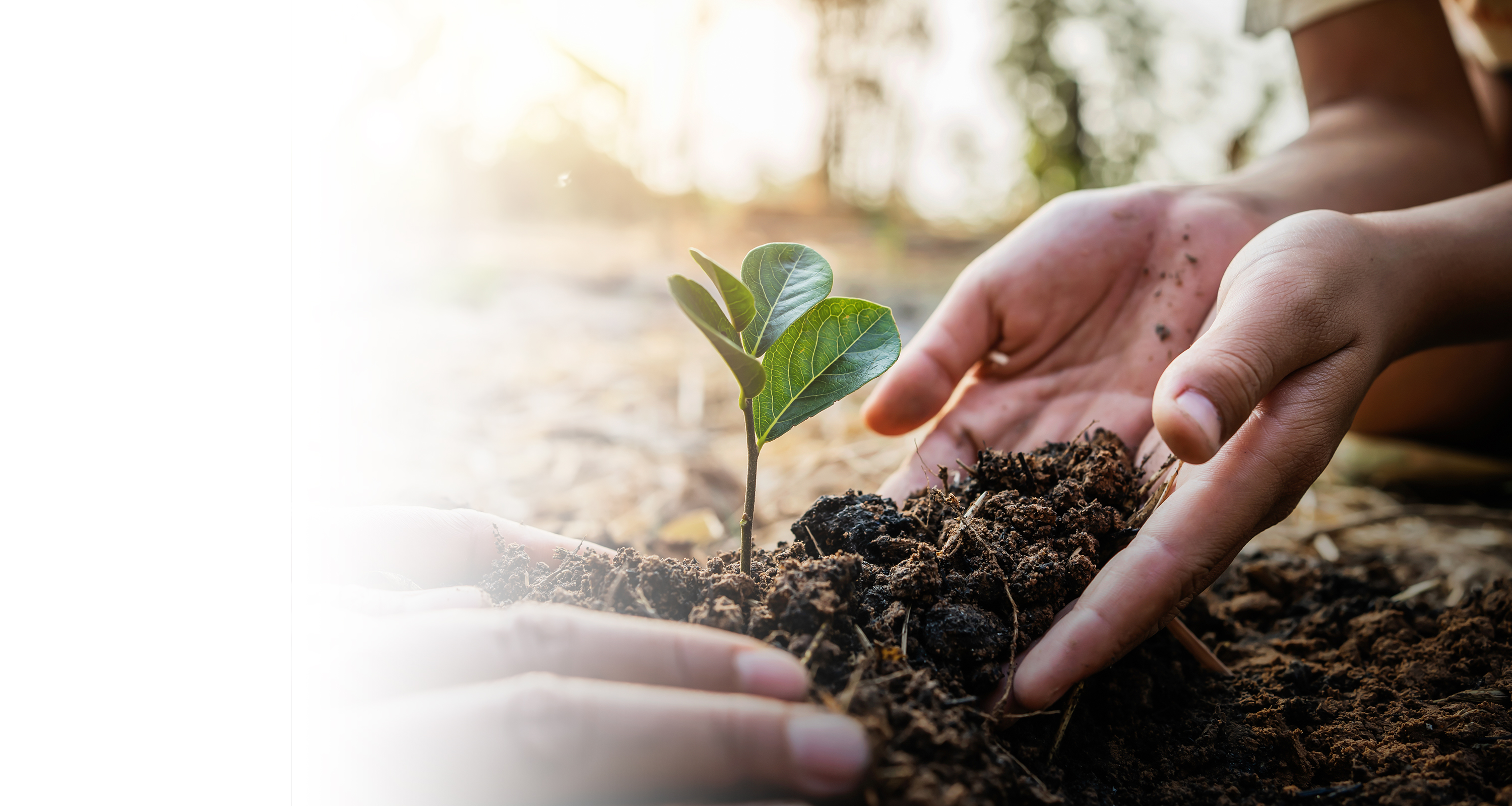 Close up of a child's hands carefully planting a seedling in ground soil